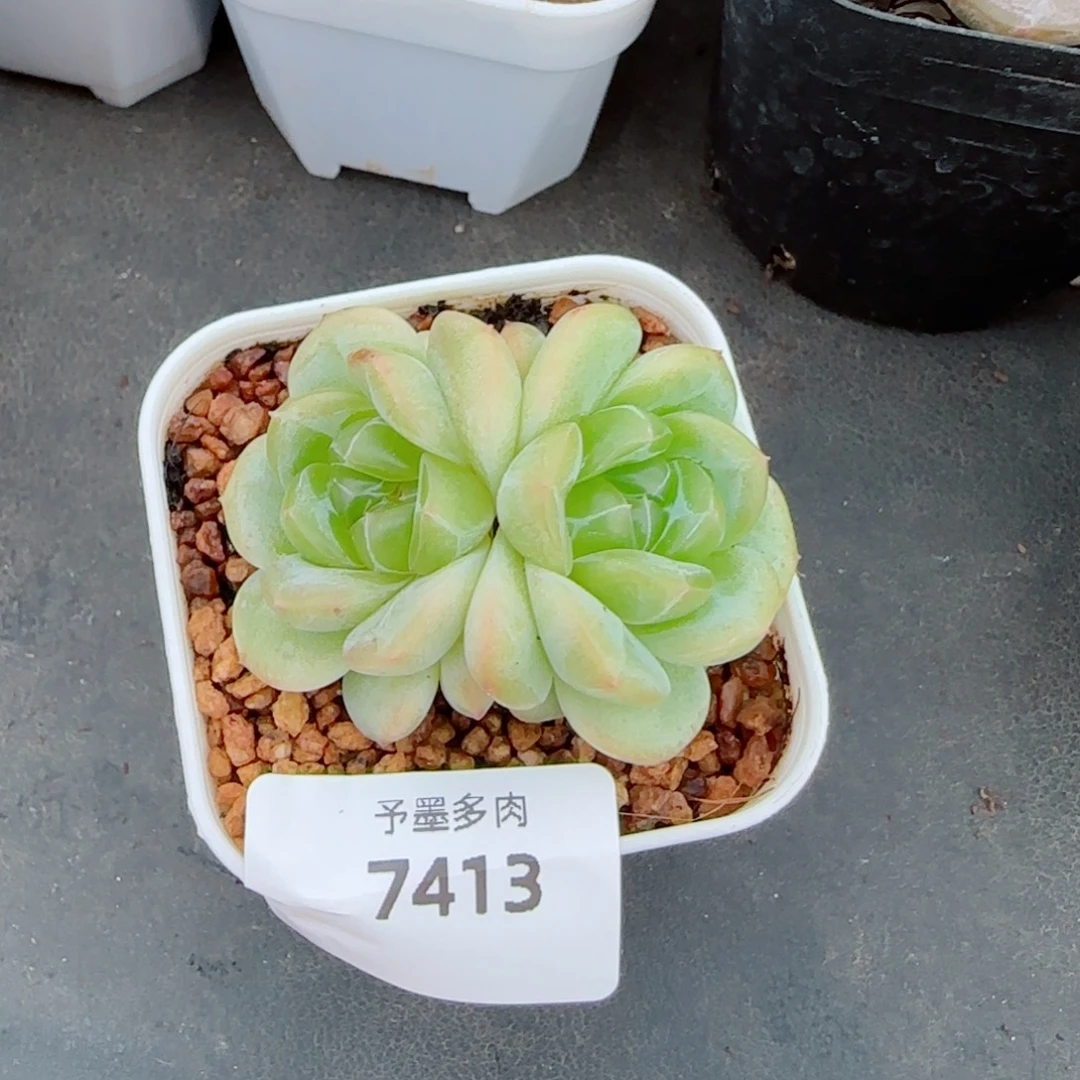 冰淇淋，7413多肉植物