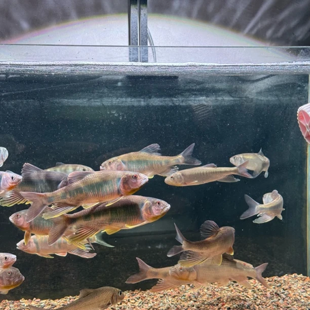 溪流霸主马口鱼原生观赏鱼冷水耐养适合溪流缸