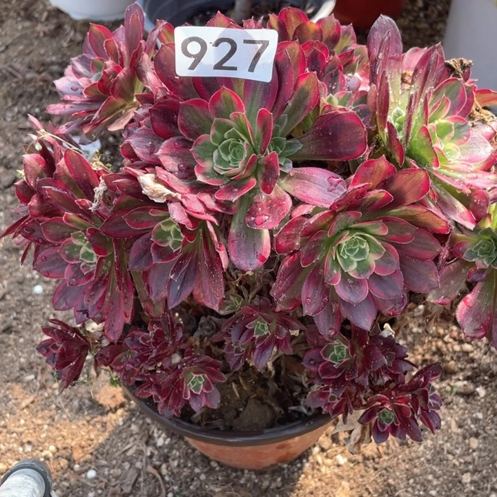 927多肉植物安娜有砍