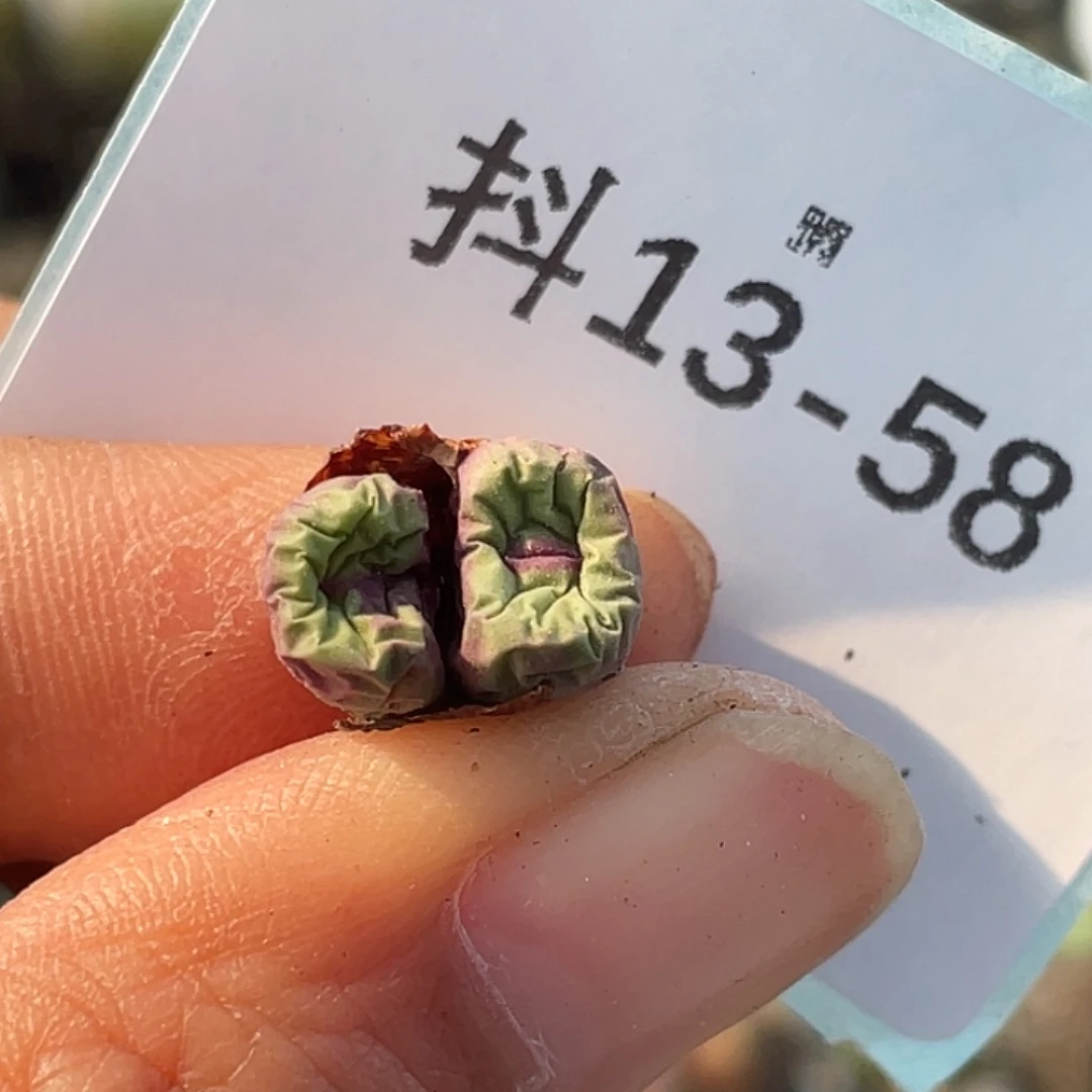 13-58嘴多肉植物肉锥