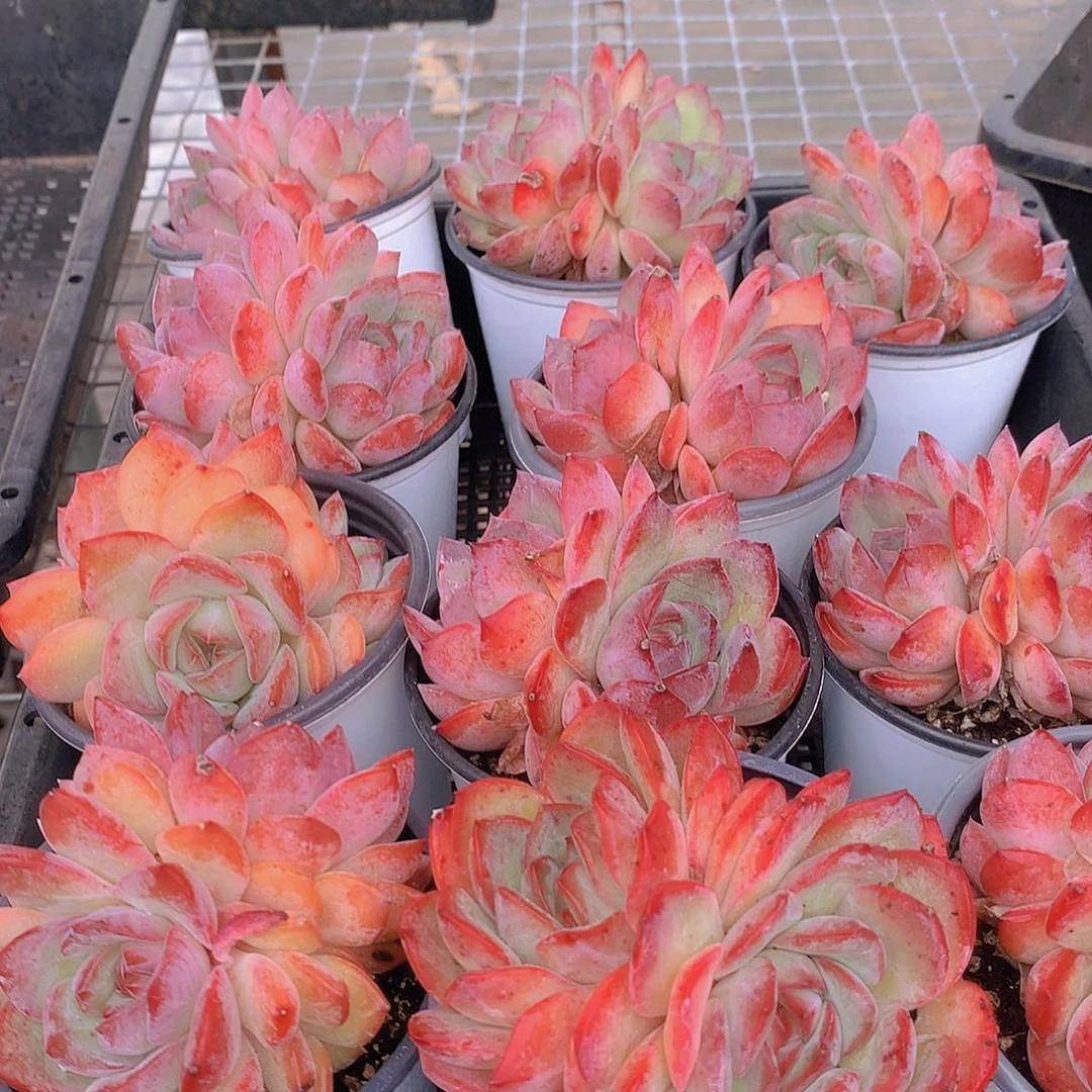 双头草莓杏仁34567889999