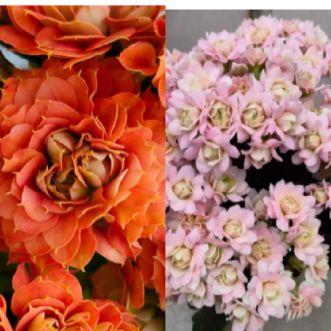 【狮子王➕蟠桃盛会】两盆重瓣超大花长寿花