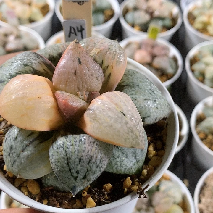 895银沙大久保白银寿锦