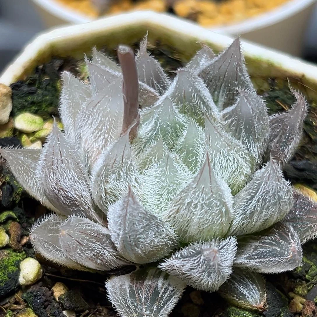 恭喜发财大吉大利0072