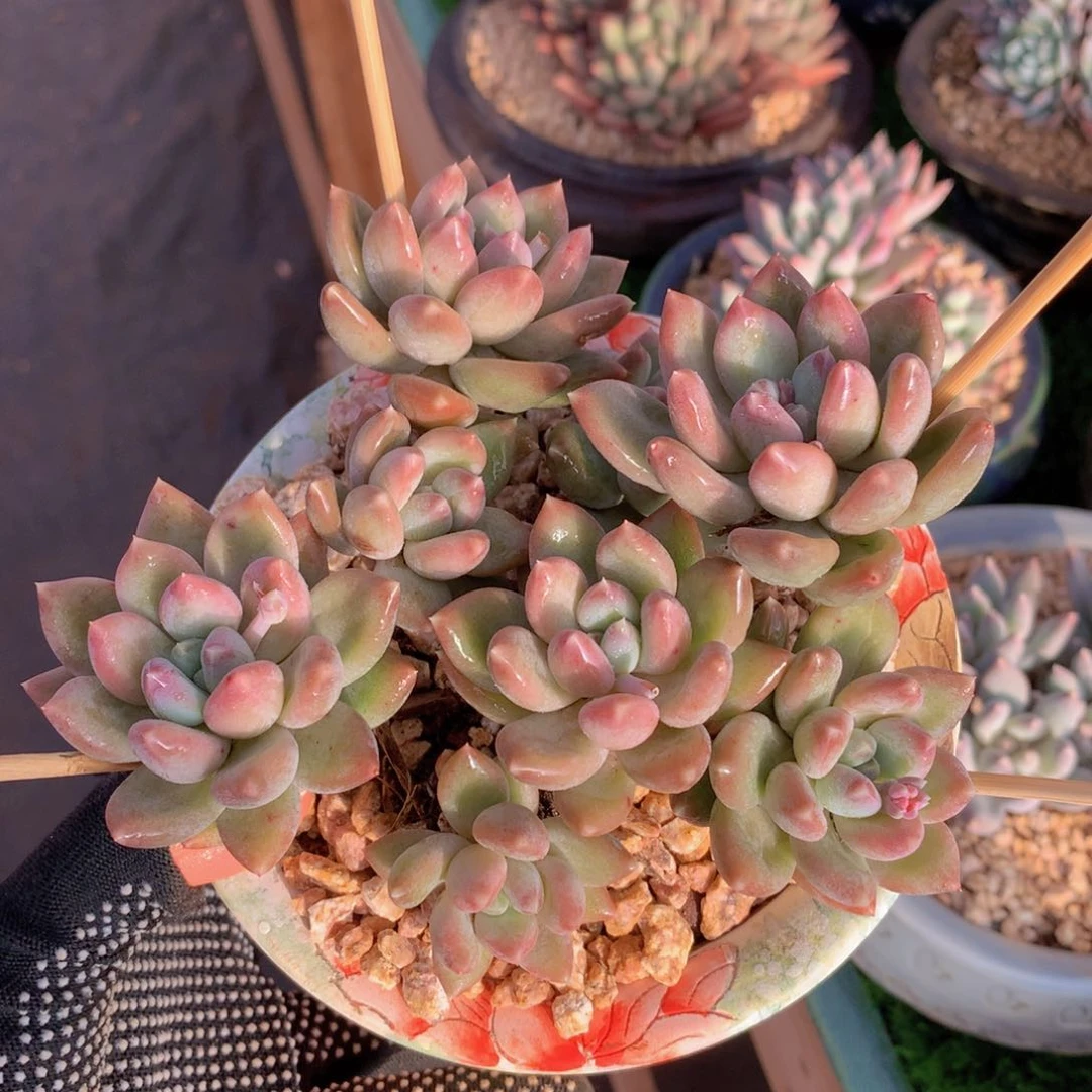 不知名美人14 公分一物一拍