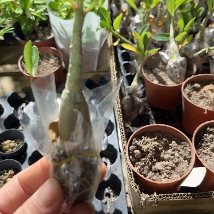 小沙漠玫瑰带土发