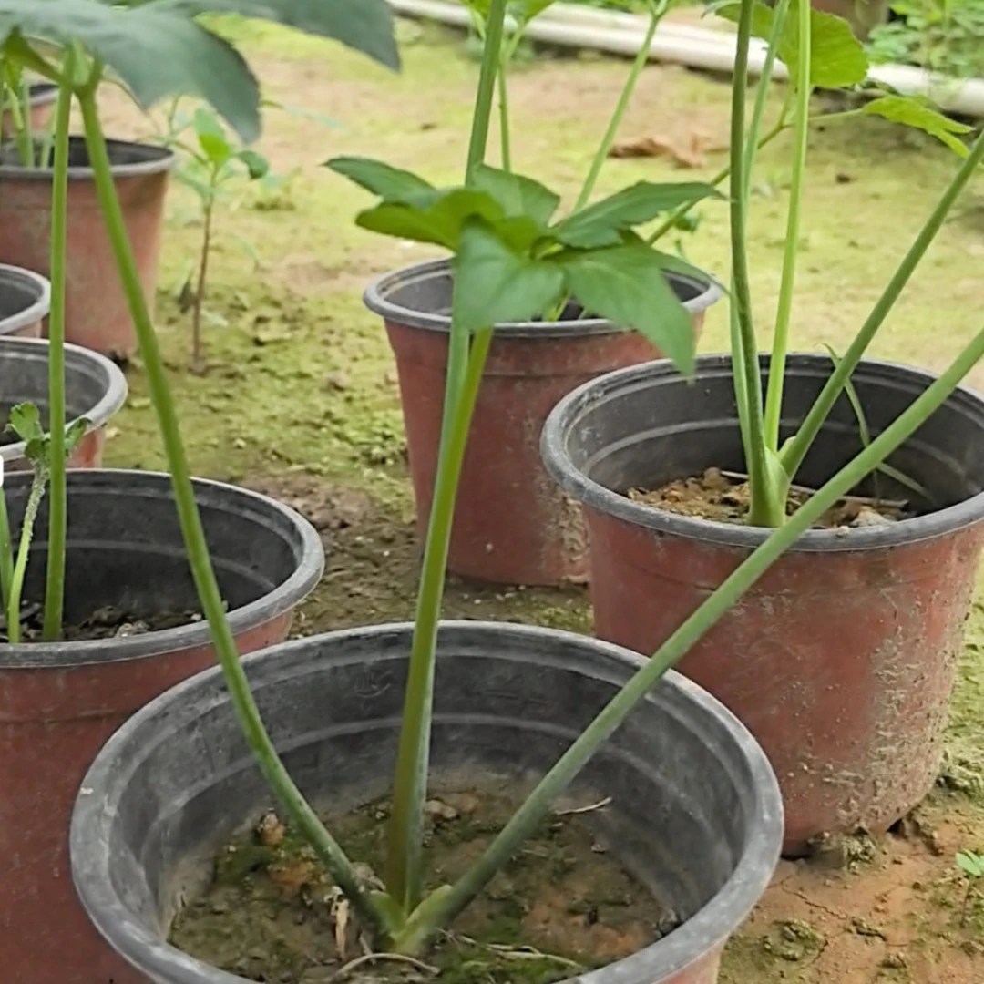 咸草长寿草神仙草带土小苗原土小盆栽阳台小院四季可种易成活