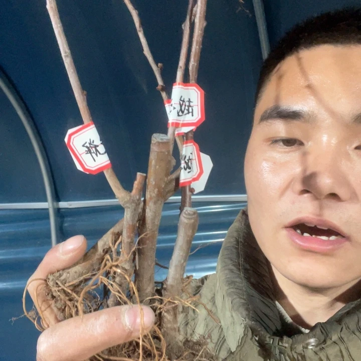 原生越之辉海棠花一颗