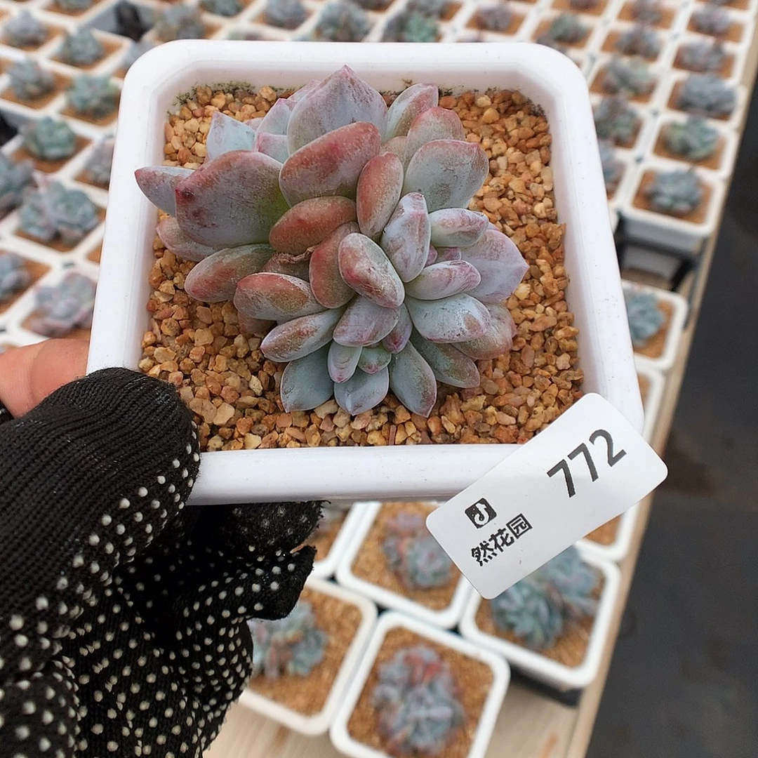 772星影石化多肉植物666