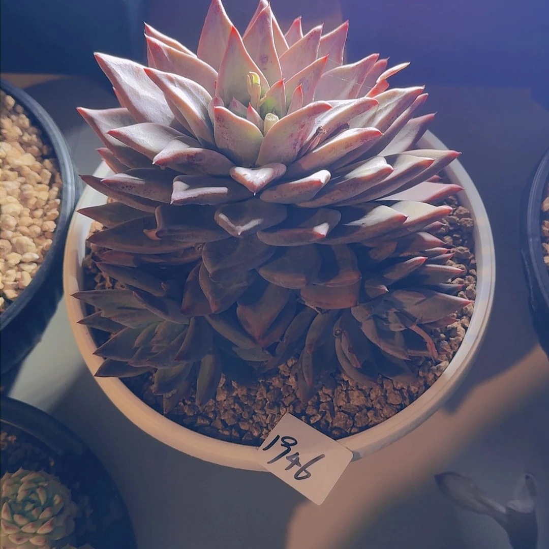 梦*?1946圣图多肉植物
