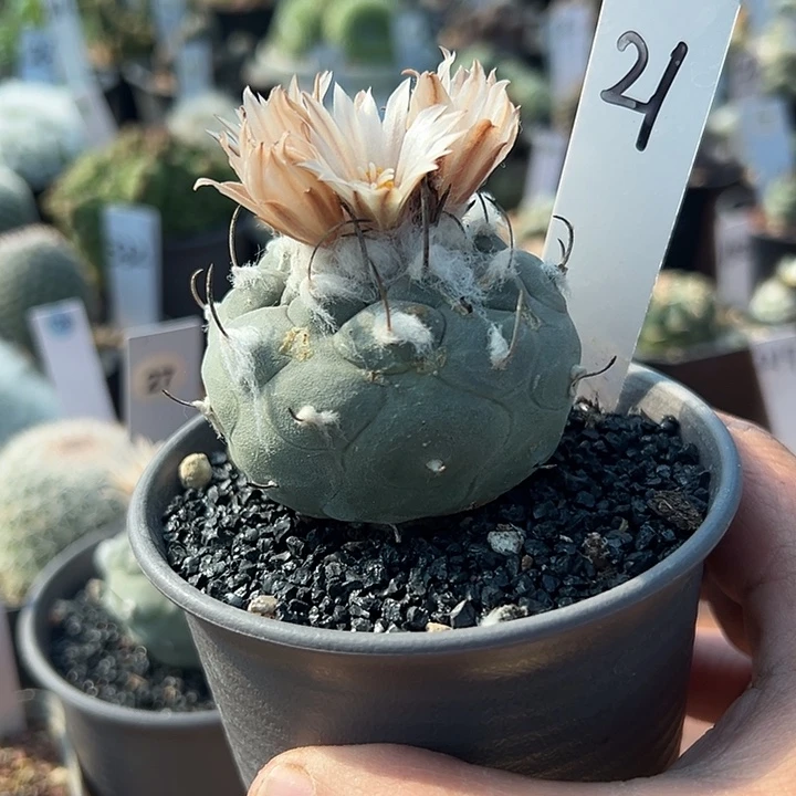 周***）21号实生东云一颗有瑕疵