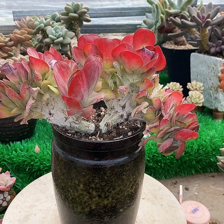 唐印缀带锦整无砍多肉