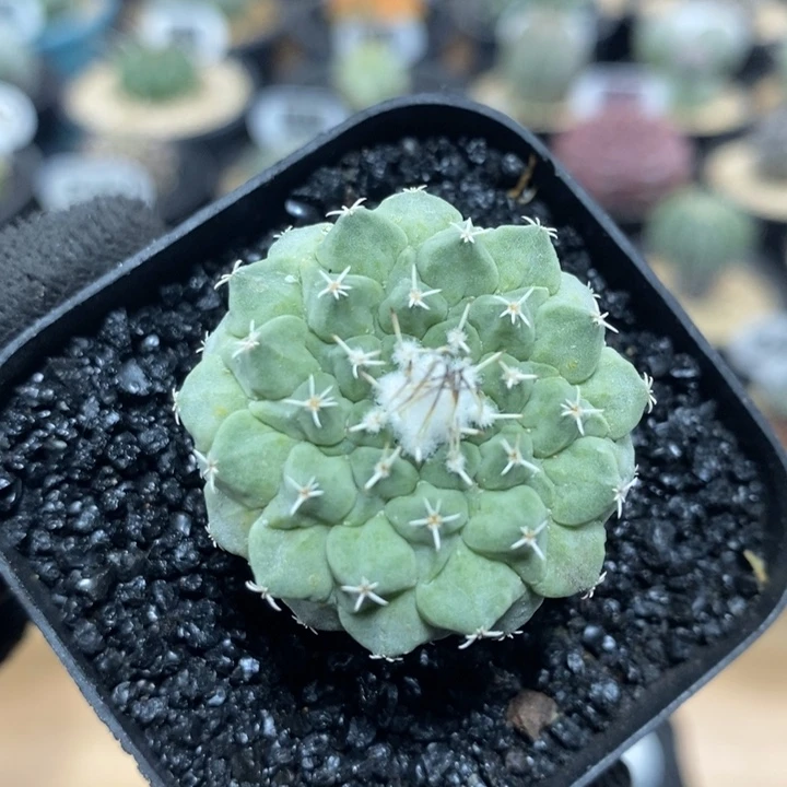 实生白花菊水257号3.2cm