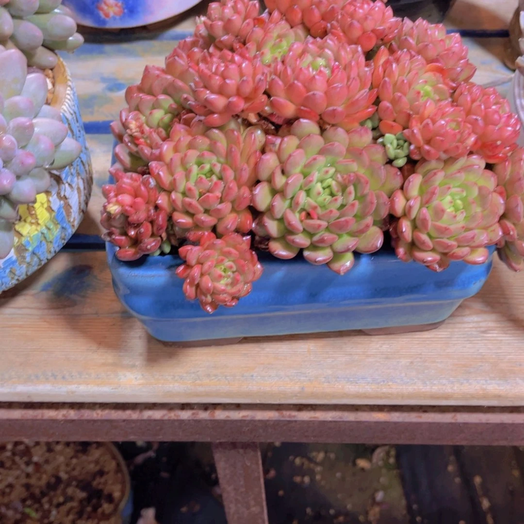 爱****摩多肉植物保护研究所