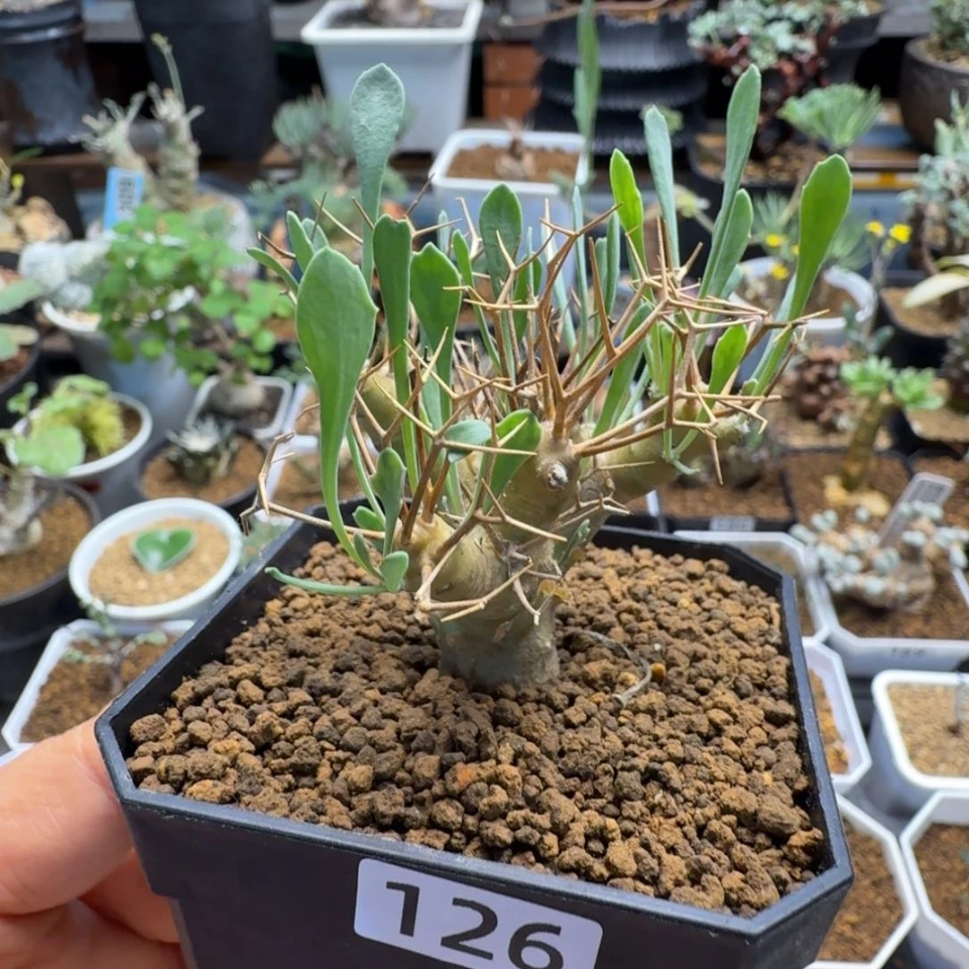 黑鬼殿126(脱土发