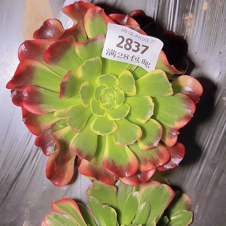 2837特斯拉多肉植物2号