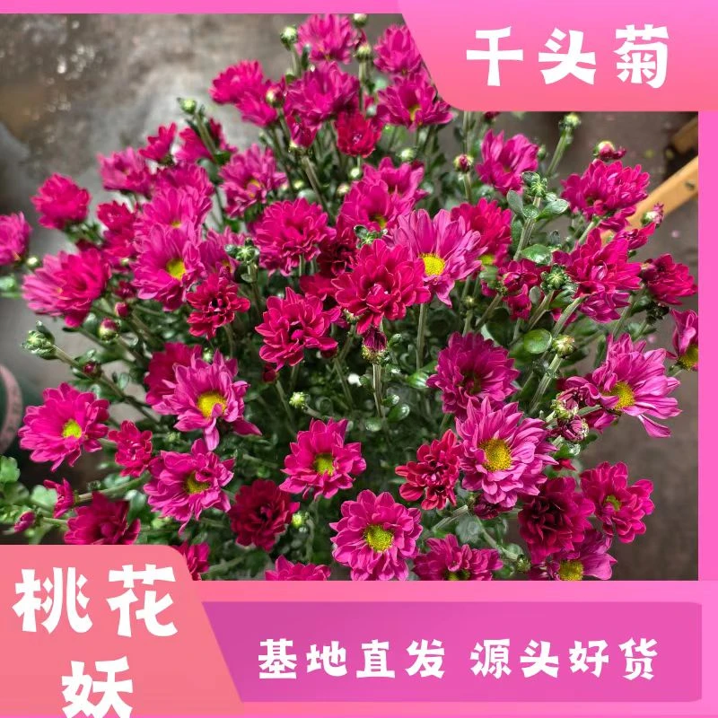 【q桃花妖】球菊多季节开花耐热耐晒耐寒室内室外易养护