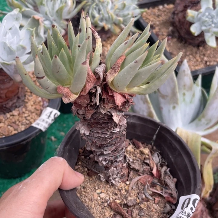 955号伊静思多肉植物