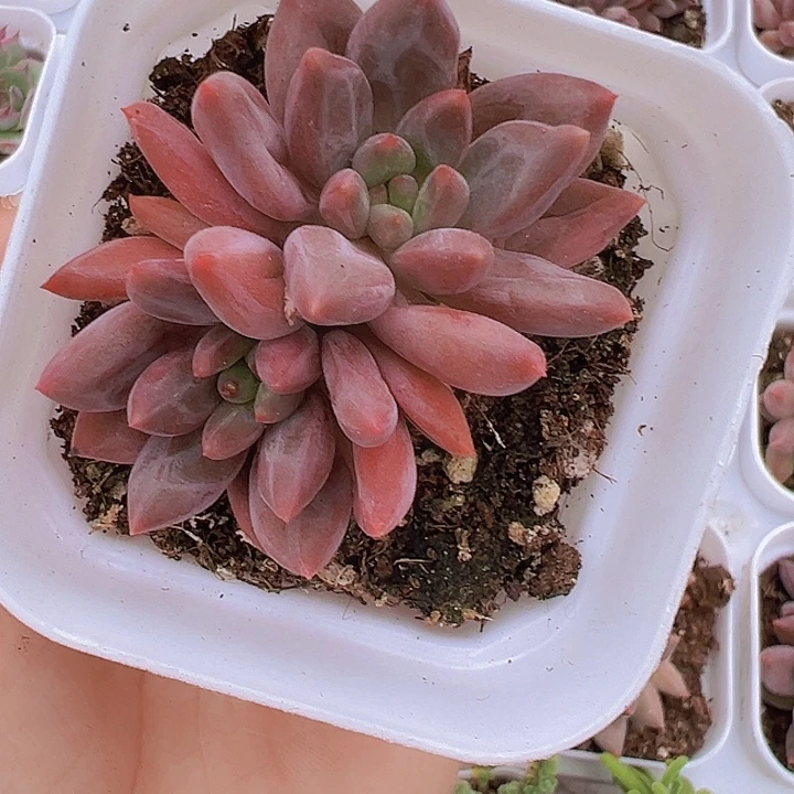 红里子多肉19包邮