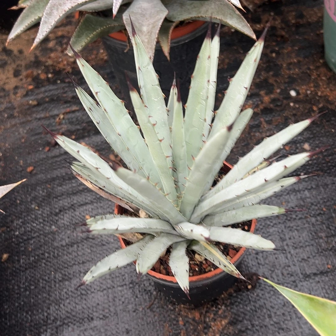 蓝肌八荒殿窄叶版