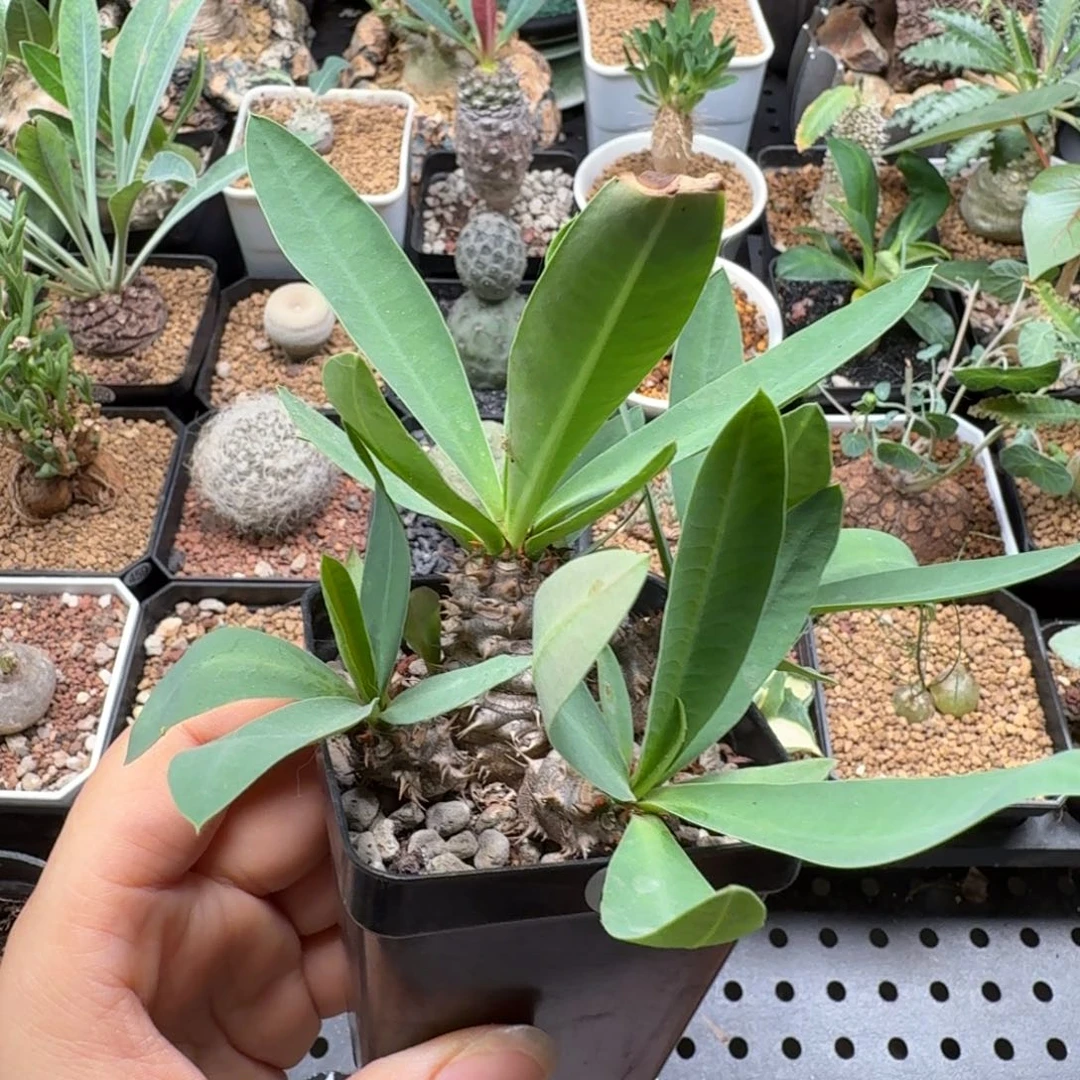 美花念珠 419 仙人球