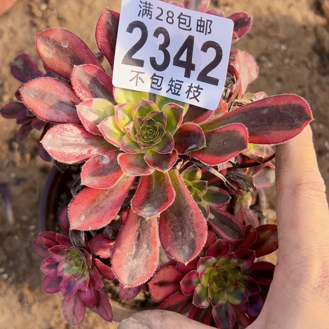 冰淇淋多肉植物2342