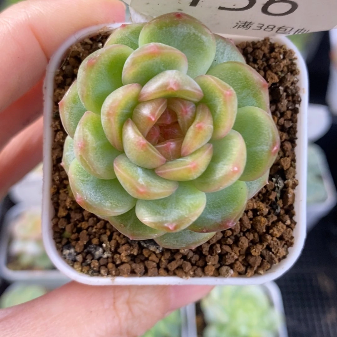 糖心单头一颗156号