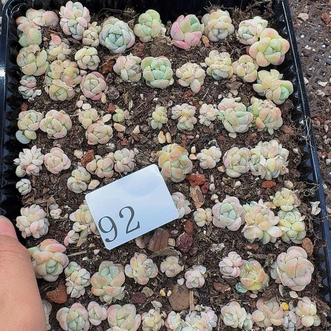 多肉植物多肉植物92