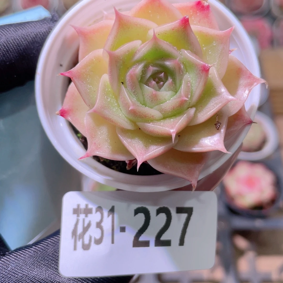 花利美31-227霜瓷