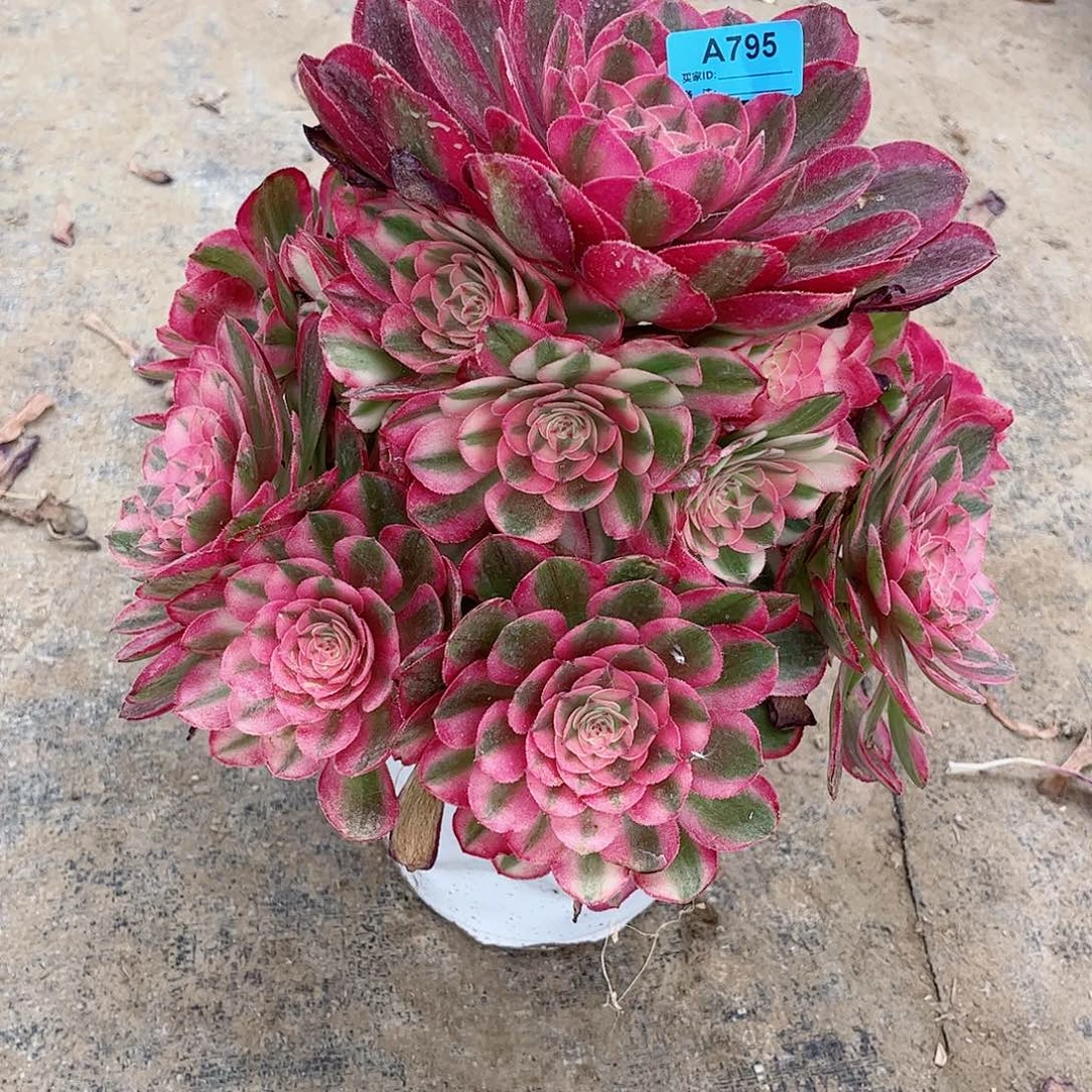 星***海多肉植物寄养荔枝795