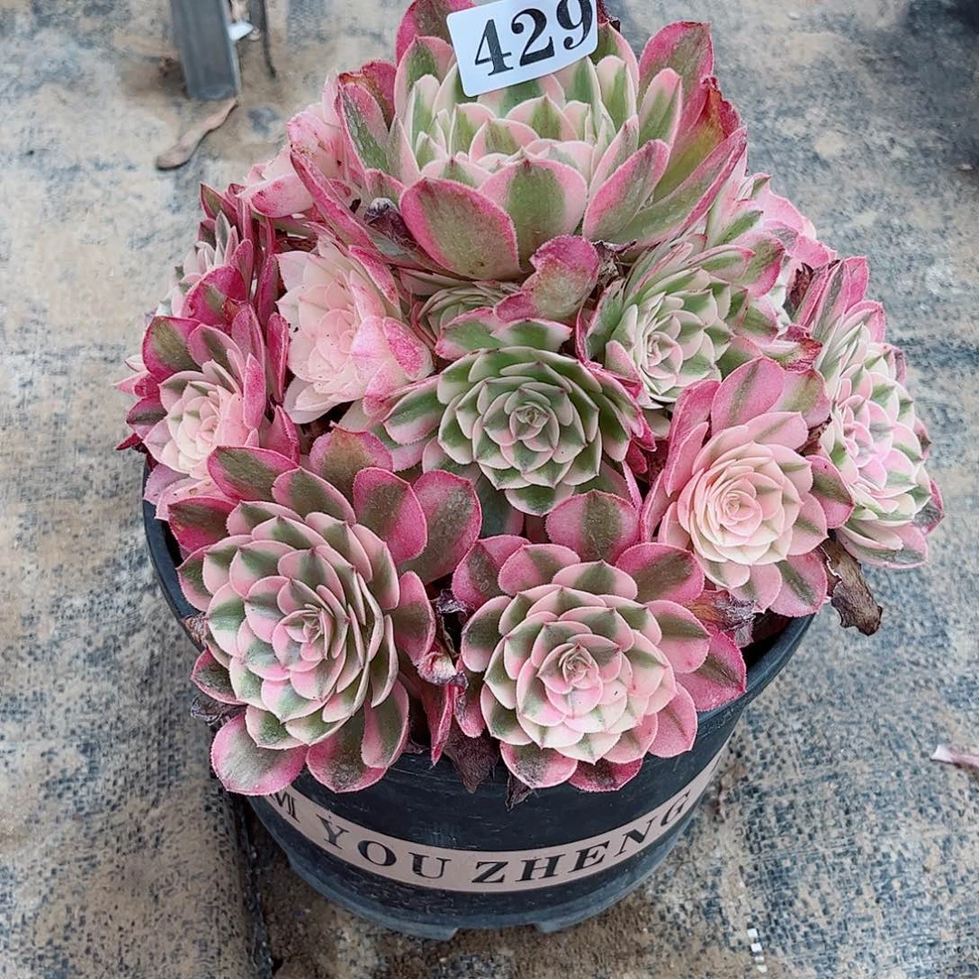 无花朵用****姐多肉植物荔枝429寄养