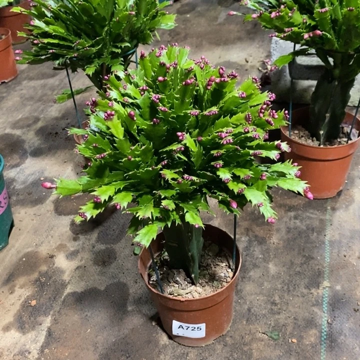 当前无花栽培后可以开花用****4725加勒比