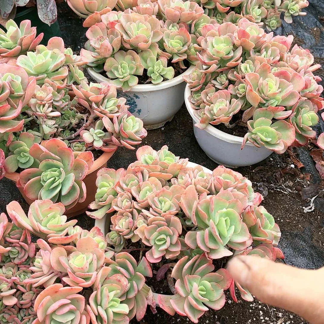 克莉丝汀11.88多肉植物