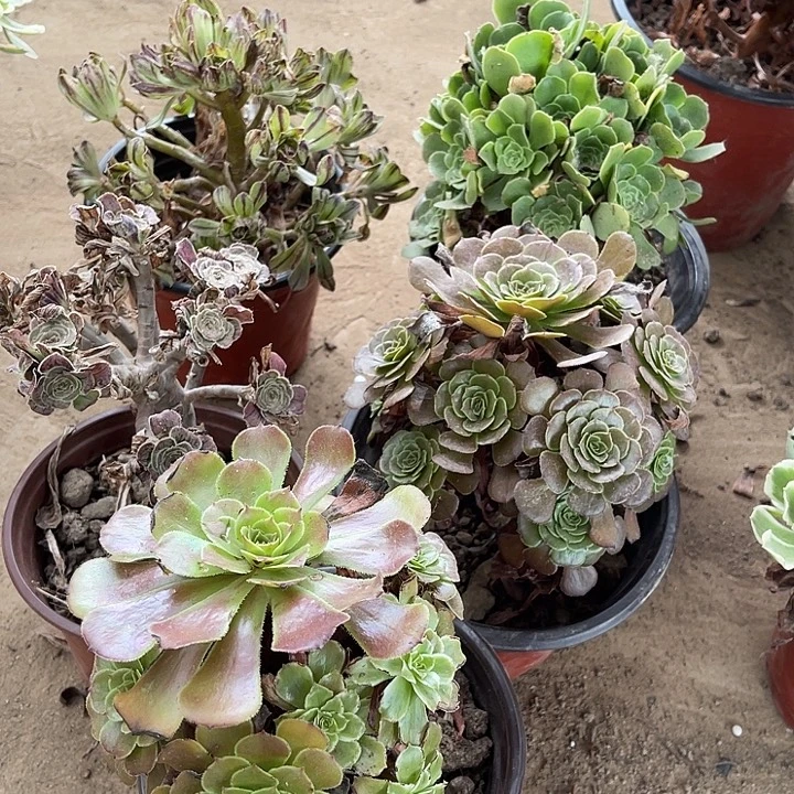 5棵玫瑰玫瑰玫瑰玫瑰