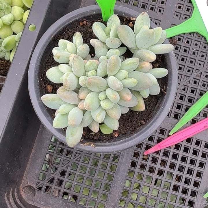 多肉植物汤圆群585