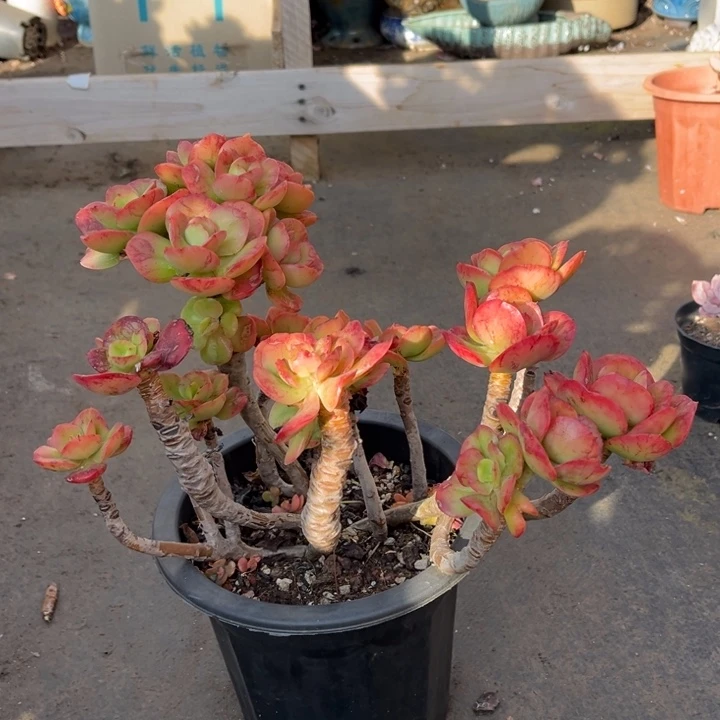 红梅多肉植物2 1 8