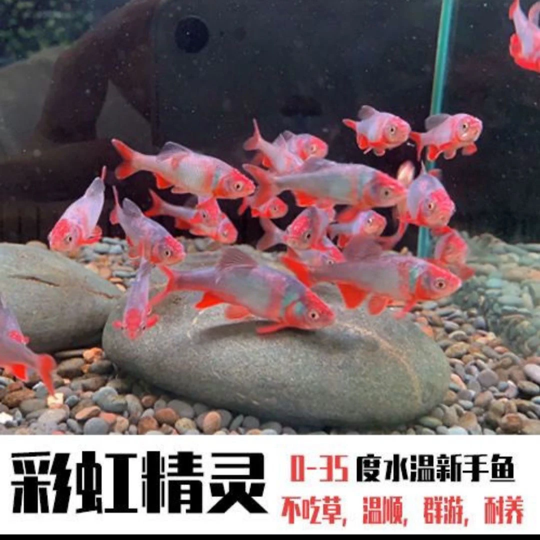 原生溪流缸冷水观赏鱼卢伦真小鳢彩虹精灵孔雀绿淡水观赏群游鱼