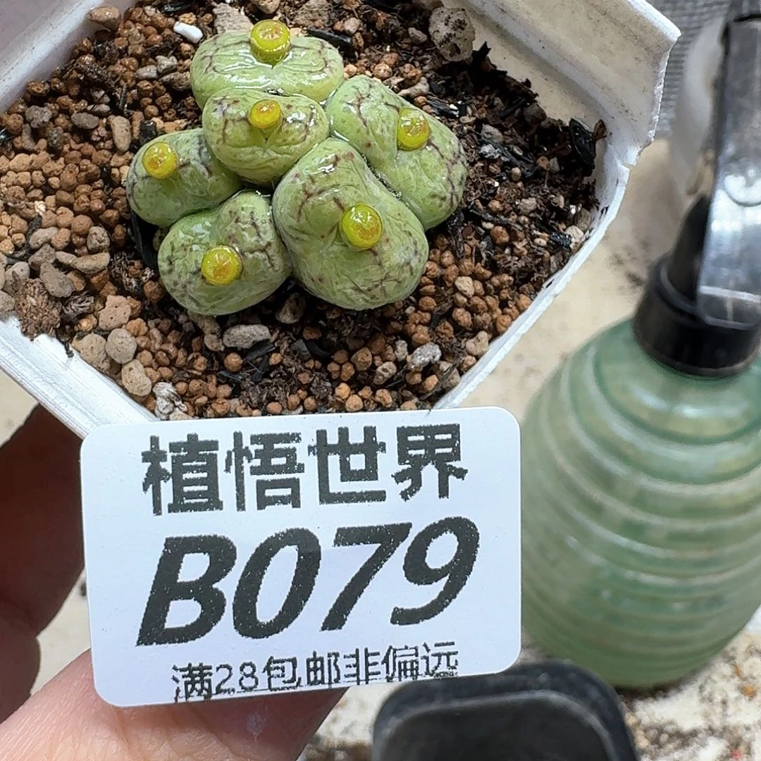 多肉植物的润泽fhjjn