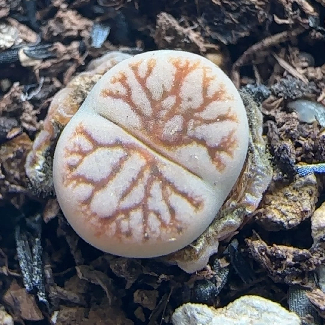 1473/花叔种源261/尺寸小