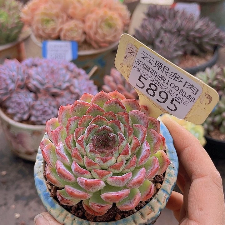 5895东云杂。