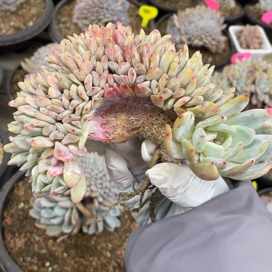 实生雪天使缀化一个