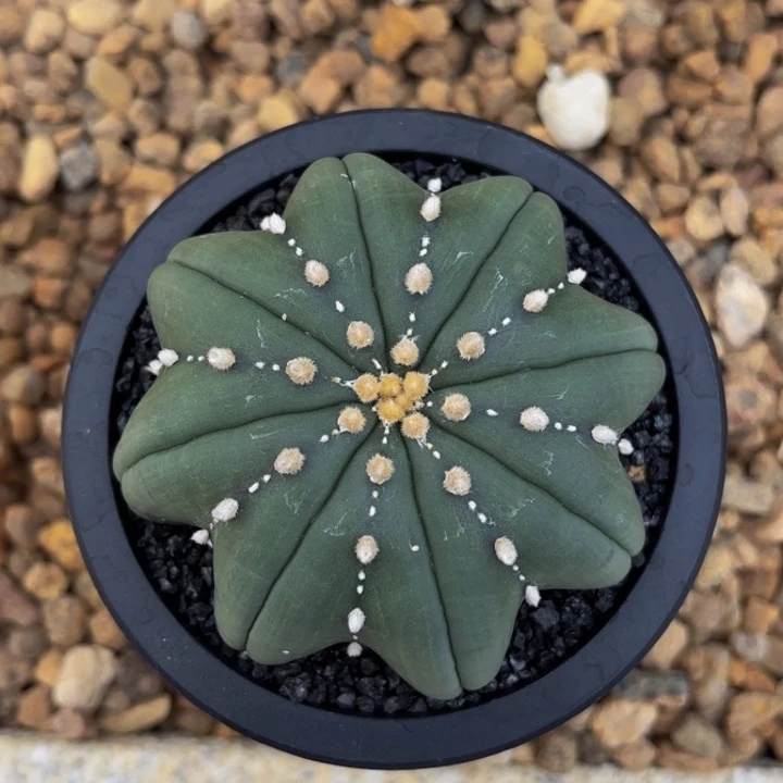 m实生带盆日系正版八爪海星顺丰