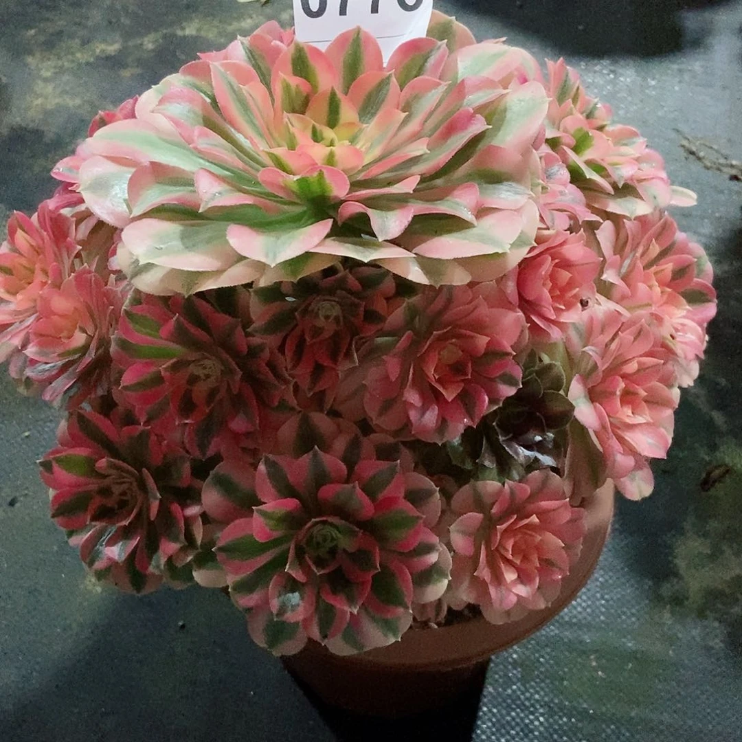 红陶简**晴0776女巫4多肉