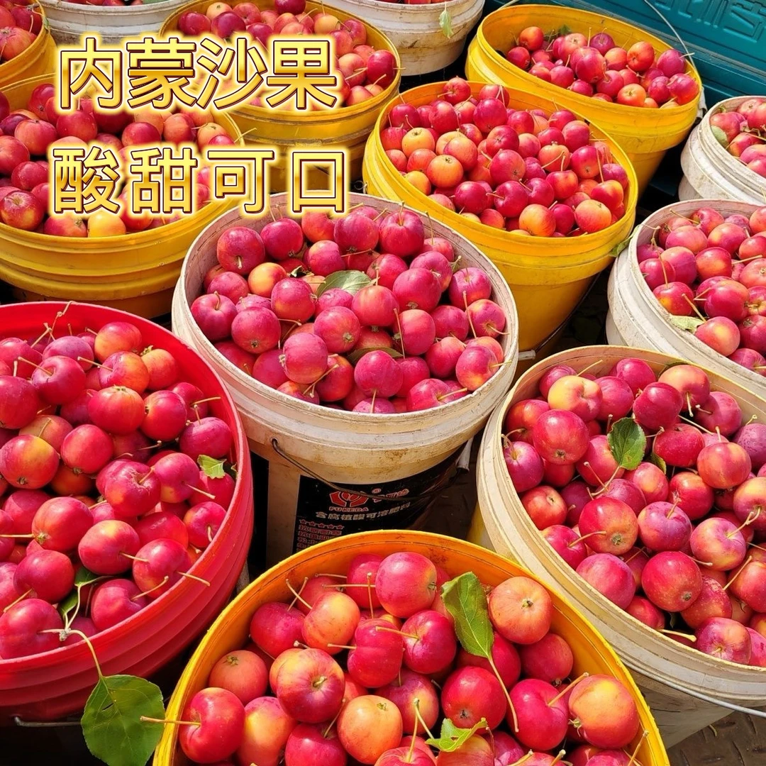 内蒙特产沙果黄太平酸甜多汁新鲜采摘产地直发包邮
