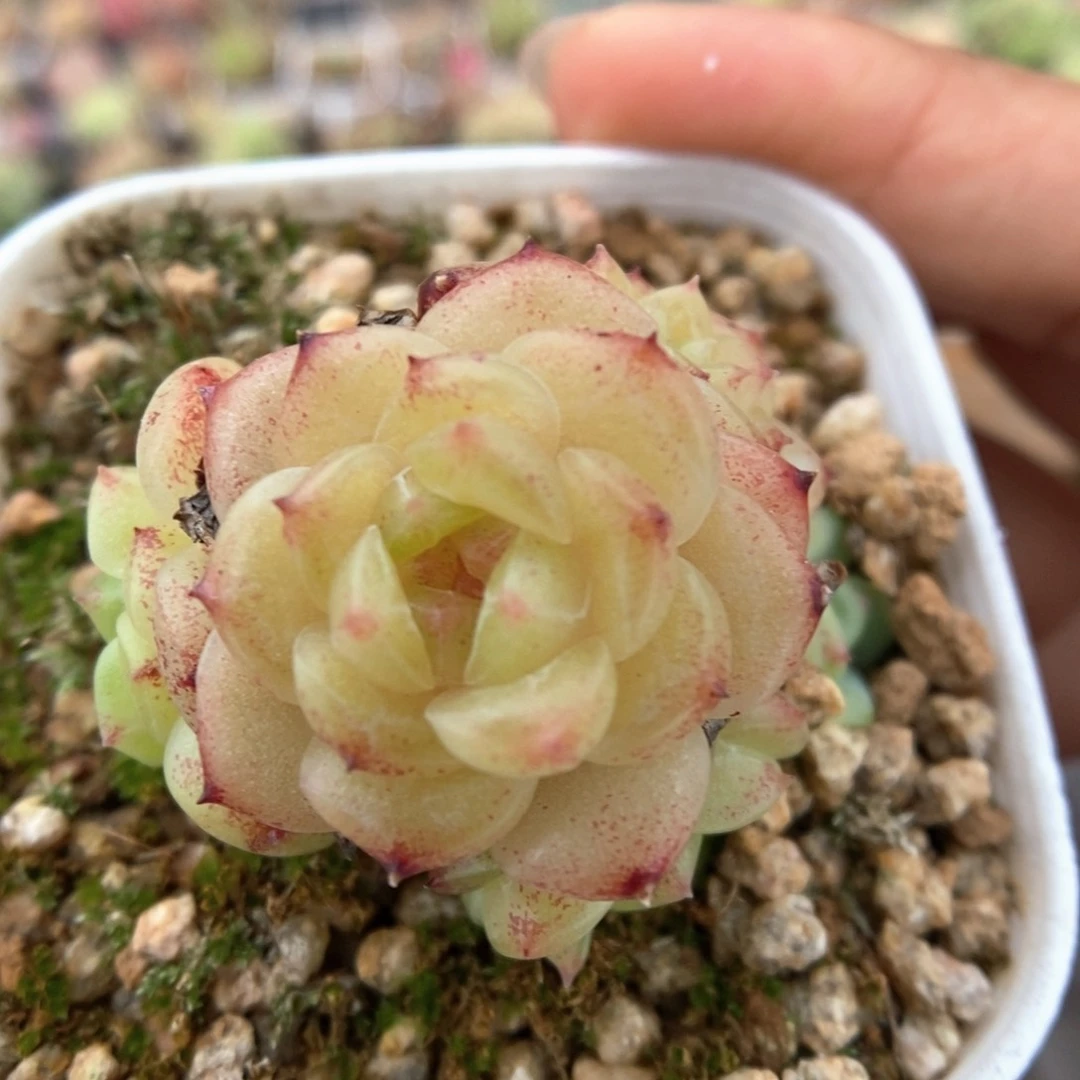 油透珍妮群生495号
