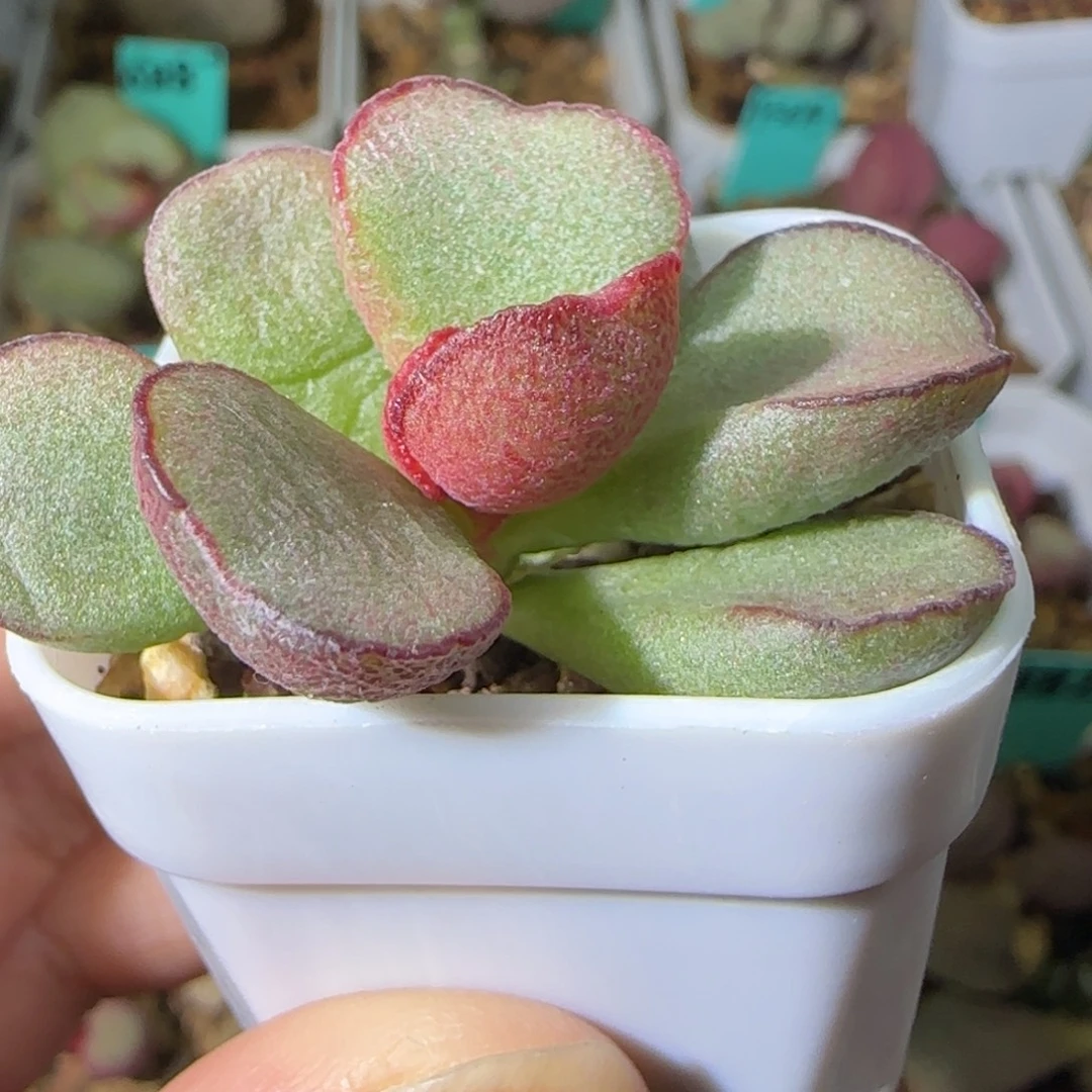 不知名蛋，桩子，四方盆发