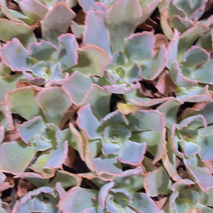 精品晚霞之舞多肉植物