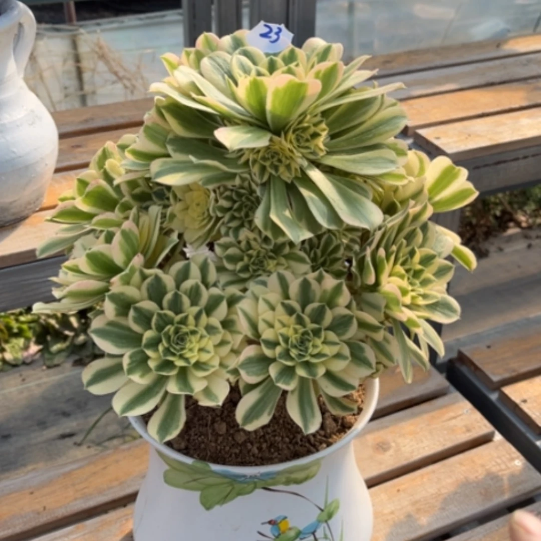 【闪购商品】23迈巴赫多肉法师