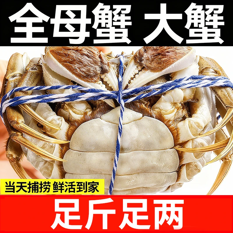 【活蟹】全母蟹4.8-4.5两8只(精挑蟹)江苏精品大闸蟹鲜活冷链直发