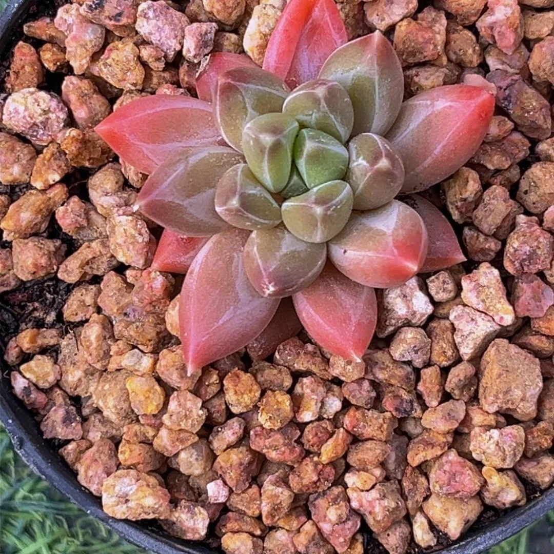 0023下午多肉植物群生